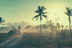 landschaft mit palmen